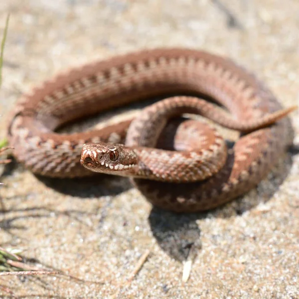 Common European Viper Snake Vipera Berus Its Habitat Sand Background — Stock Photo, Image