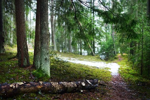 Parcours Travers Mystérieuse Forêt Sempervirente Enneigée Pin Épicéa Sapin Grumes — Photo