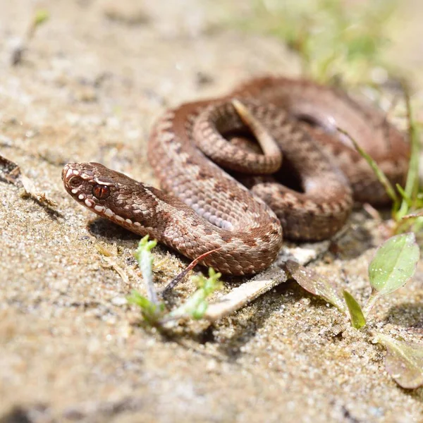 Společný Evropský Had Zmije Vipera Berus Svém Stanovišti Písek — Stock fotografie