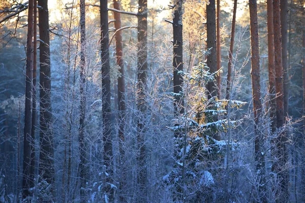 Gün batımında kozalaklı bir ormanda çam ağacı, ladin ve huş ağacı duvarı. Ağaç gövdelerinde parlayan altın akşam güneşi. Karanlık orman peri masalı. Kış Harikalar Diyarı. Finlandiya
