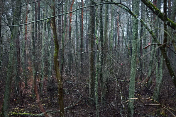 Temná Lesní Scéna Deštivý Podzimní Den Kmeny Stromů Mossy Zblízka — Stock fotografie