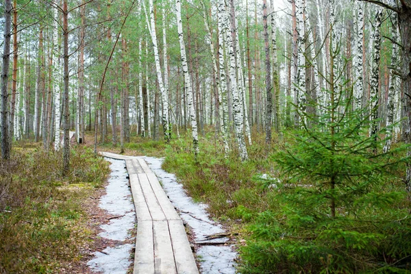Ξύλινη Διάβαση Μέσα Από Δάσος Σημύδας Μια Συννεφιασμένη Χειμωνιάτικη Μέρα — Φωτογραφία Αρχείου