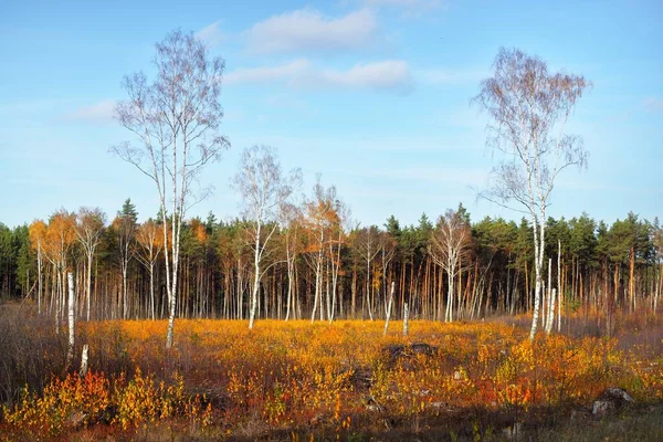 Осенний Сельский Пейзаж Лес Заднем Плане Две Высокие Золотые Березы — стоковое фото