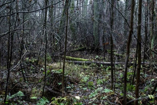 Scène Forêt Sombre Jour Automne Pluvieux Pin Mousse Bouleaux Branches — Photo