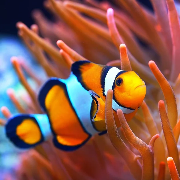 Amphiprion Ocellaris Klaun Sasance Přírodní Mořský Enriromnent — Stock fotografie