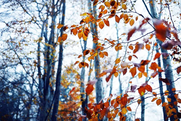 Deszczowy Jesienny Dzień Bukowym Lesie Meczetowe Pnie Kolorowe Liście Bliska — Zdjęcie stockowe