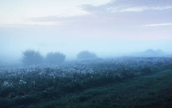 Jóvenes Árboles Verdes Una Fuerte Niebla Amanecer Cerca Nubes Azules —  Fotos de Stock