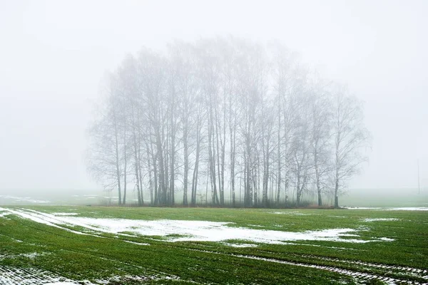 Dark Tree Silhouettes Gloomy Sky Thick Fog Snow Covered Agricultural — Stock Photo, Image