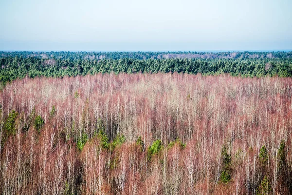 Aerial View Large Birch Forest Clear Winter Day Latvia — Stock Photo, Image