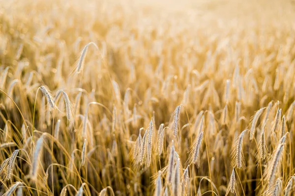 Agricultural Crop Field Sunset Texture Close View Pure Golden Light — Stock Photo, Image