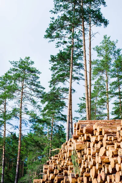Çam Ormanında Yakacak Odun Yakın Plan Letonya — Stok fotoğraf