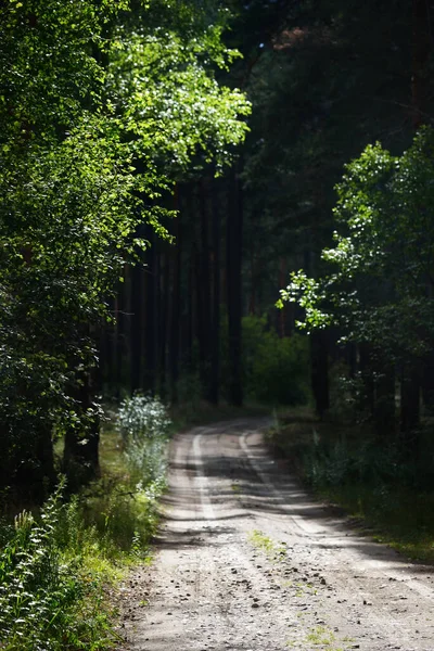 Sentiero Attraverso Pineta Verde Scuro Lettonia — Foto Stock