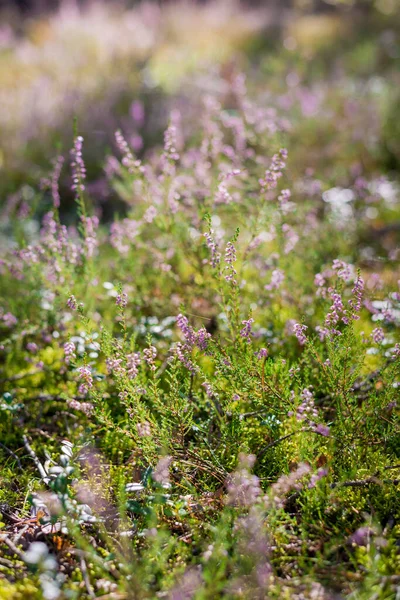 Buongiorno Nella Foresta Fiori Erica Rosa Fiore Primo Piano Lettonia — Foto Stock