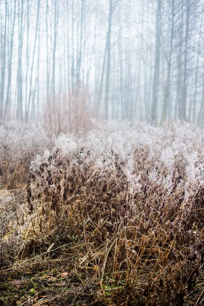 Kış manzarası. Puslu bir sabah tarlası, çimlerin üzerinde don ve kar. Letonya