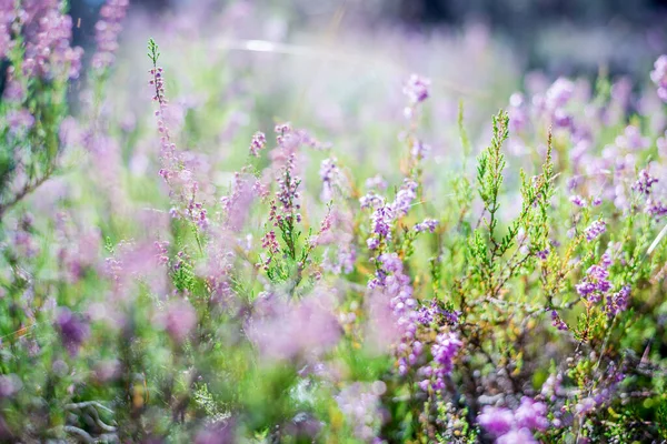 Ráno Lese Kvetoucí Vřes Zblízka Lotyšsko — Stock fotografie