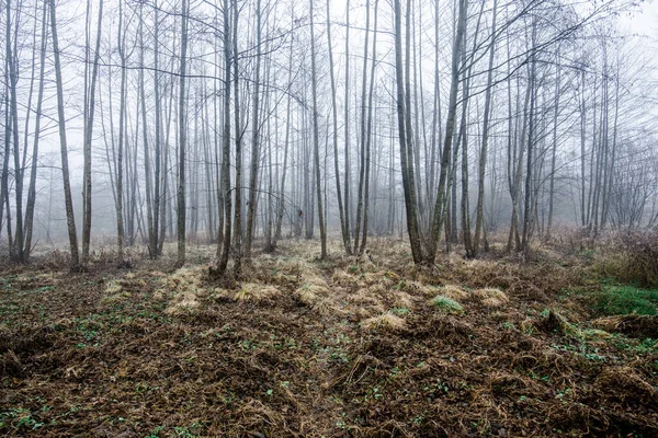 Paysage Forestier Brouillard Matinal Par Une Journée Nuageuse Hiver Lettonie — Photo