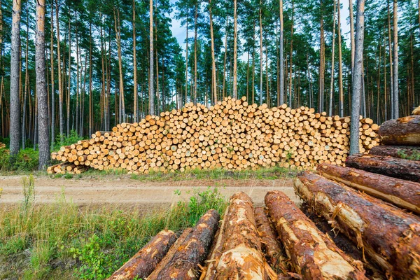 Çam Ormanında Yakacak Odun Yakın Plan Letonya — Stok fotoğraf
