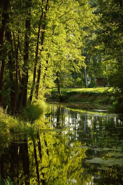 Pequeño Río Bosque Mixto Coníferas Árboles Musgosos Cerca Reflexiones Sobre —  Fotos de Stock