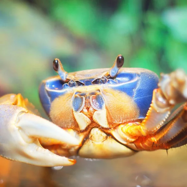 Crabe Arc Ciel Coloré Cardisoma Armatum Aquarium — Photo