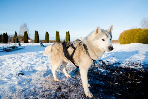 Husky Chůzi Hraní Sněhu Jasného Slunečného Zimního Dne Laponsko Finsko — Stock fotografie