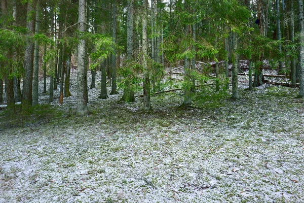 Зимний Пейзаж Белый Туман Лесу Сосны Чистый Утренний Свет Лесной — стоковое фото
