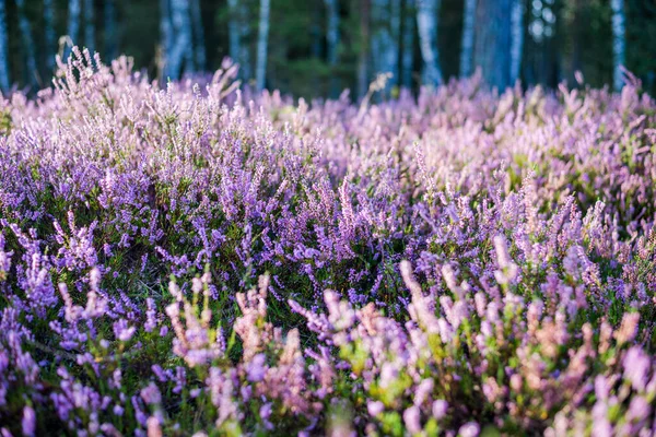 Buongiorno Nella Foresta Primo Piano Heather Che Sboccia Lettonia — Foto Stock