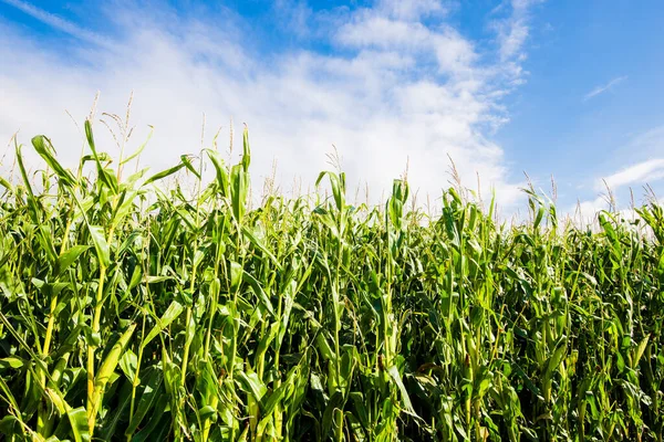 法国布列塔尼一个阳光灿烂的日子 一片绿色的玉米地 — 图库照片