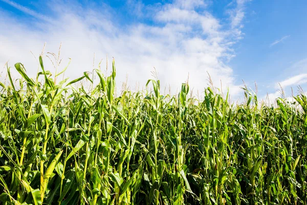 Campo Maíz Verde Día Soleado Bretaña Francia —  Fotos de Stock