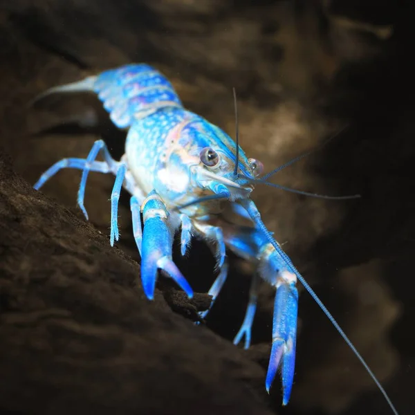 Écrevisses Bleues Australiennes Colorées Cherax Quadricarinatus Aquarium — Photo