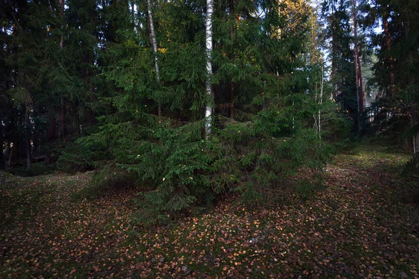 Herbstliche Landschaft Dunkle Waldszene Kiefern Bei Sonnenuntergang Goldene Blätter Aus — Stockfoto