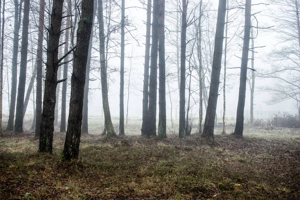 Krajobraz Lasu Poranna Mgła Pochmurny Zimowy Dzień Łotwa — Zdjęcie stockowe