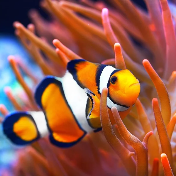 Amphiprion Ocellaris Bohóc Anemonban Természetes Tengeri Békászó — Stock Fotó