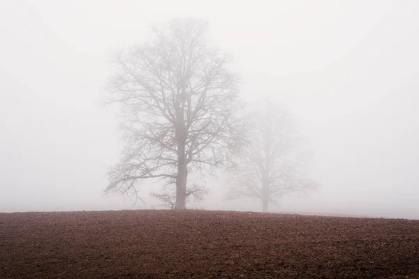 乡村风景 一片空旷的农田 晨雾弥漫 没有树叶的老橡树 拉脱维亚 — 图库照片