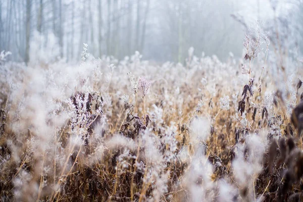 Paisagem Inverno Campo Manhã Enevoado Geada Neve Grama Letónia — Fotografia de Stock