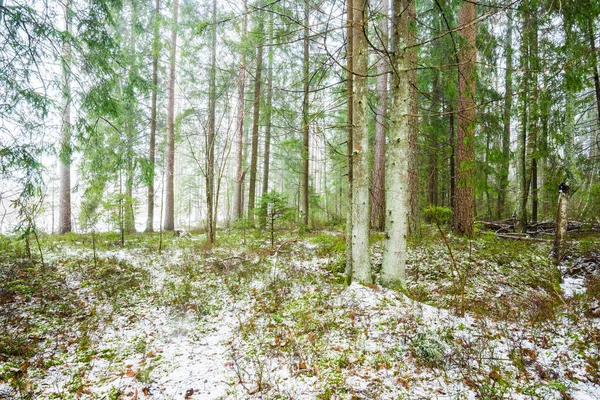 Paysage Champêtre Hivernal Brume Blanche Dans Forêt Enneigée Pins Lumière — Photo