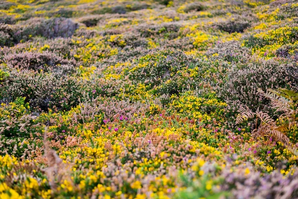 Heather Gorse Amarelo Flor Close Brittany França — Fotografia de Stock