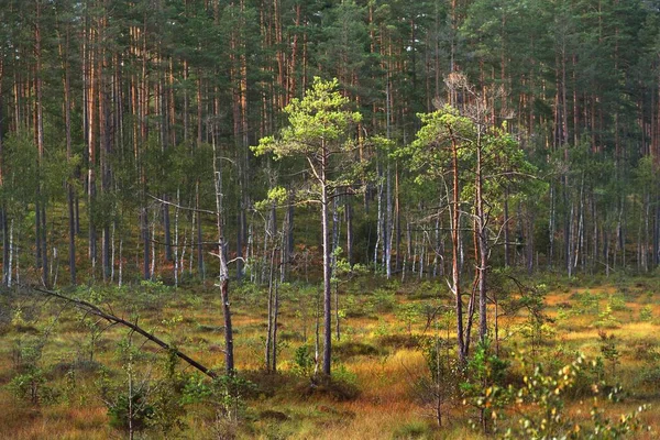 Gros Plan Sur Les Jeunes Épinettes Pins Forêt Conifères Feuilles — Photo