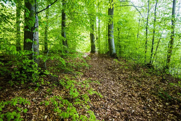 夏季森林景观 翠绿的山毛榉林 树木的特写 — 图库照片