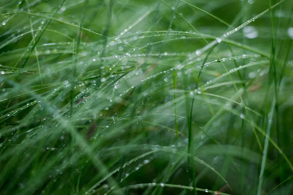 緑の草と露のクローズアップ 森の雨の後 ラトビア — ストック写真