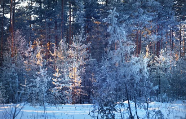 Juniper Spruce Pine Trees Sunset Coniferous Forest Blizzard Winter Wonderland — Stock Photo, Image