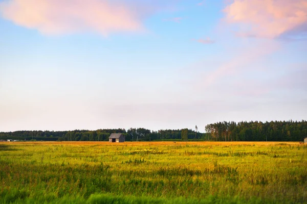 Vista Del Campo Coltura Oro Piccolo Edificio Agricolo Legno Primo — Foto Stock