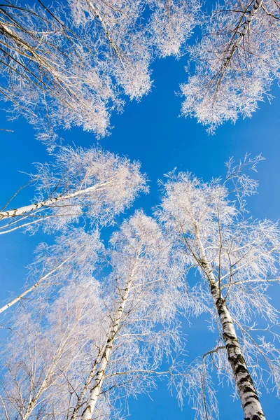 Paysage Hivernal Neige Givre Sur Les Bouleaux Contre Ciel Bleu — Photo