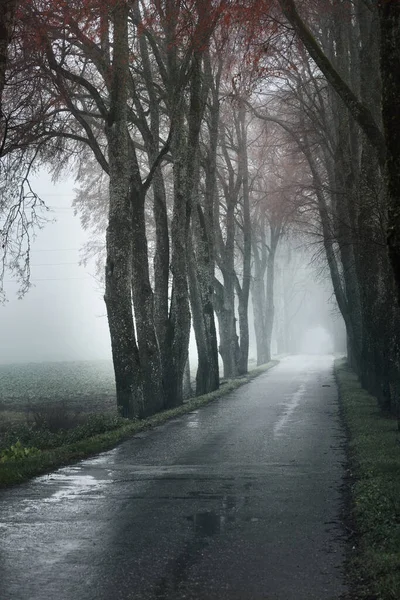 Paysage Automne Brouillard Matinal Une Vue Route Campagne Vide Travers — Photo