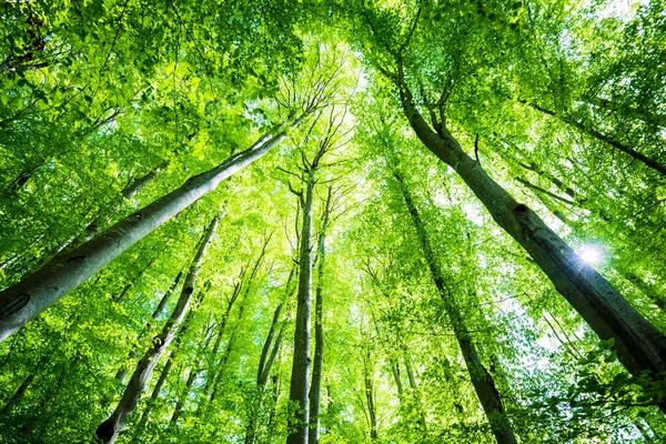 Paisaje Forestal Verano Bosque Haya Verde Árboles Primer Plano Alemania — Foto de Stock