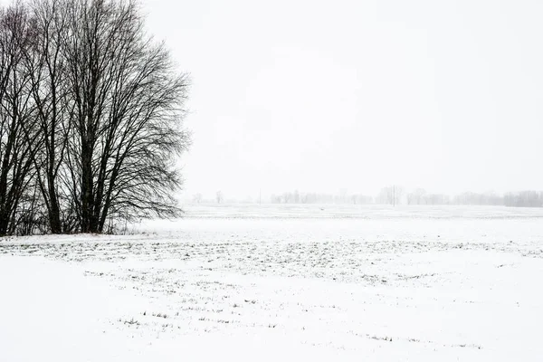 曇り空の冬の日 ラトビアの木のクローズアップを背景に森のある雪に覆われた田園風景 — ストック写真