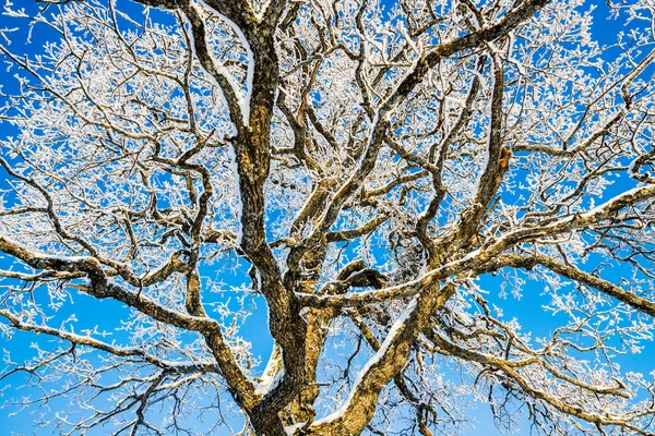 Roble Viejo Cubierto Nieve Colina Día Soleado Invierno Cielo Azul — Foto de Stock