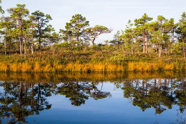 Křišťálově Čisté Jezero Bažina Ranním Oparu Rozjímání Vodě Jasně Modrá — Stock fotografie