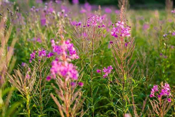 Rosa Blommor Vid Solnedgången Närbild Ett Blommande Land Fält Sommarlandskap — Stockfoto