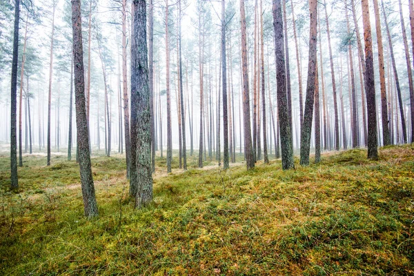森林景观 在多云的冬日 晨雾穿过松树 拉脱维亚 — 图库照片
