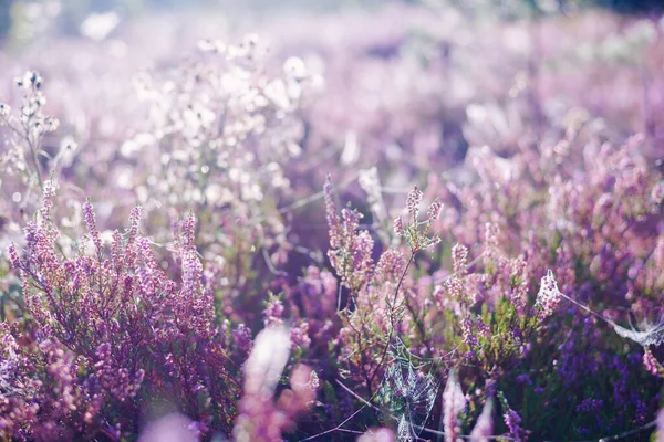 Skogsbotten Blommande Ljung Blommor Morgon Dis Spindel Silke Närbild Grekland — Stockfoto